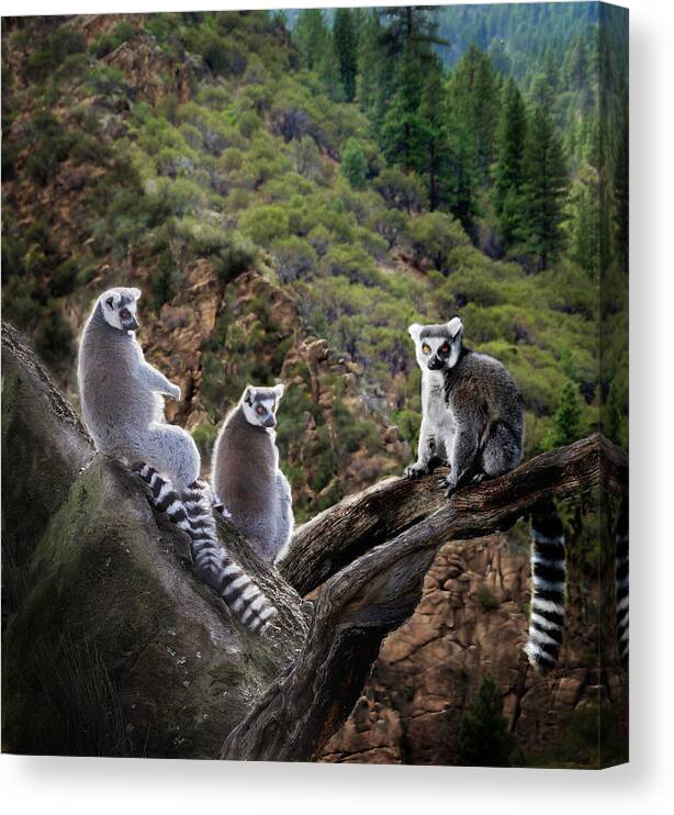 Nature Photography Canvas Print featuring the photograph Lemur Family by Melinda Hughes-Berland