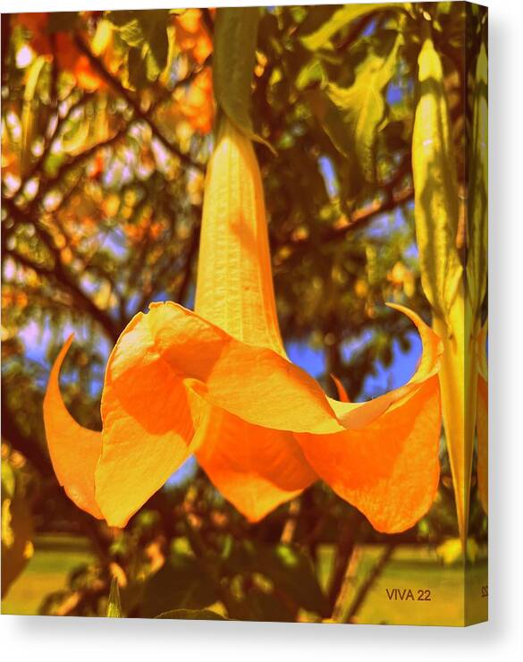 Angels Trumpet Canvas Print featuring the photograph Angels Trumpet by VIVA Anderson