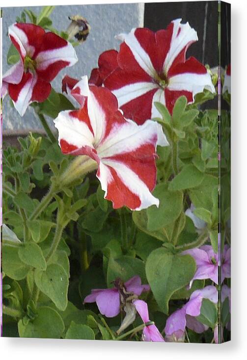 Flowers Canvas Print featuring the photograph Flower Trios b by Mary Ann Leitch