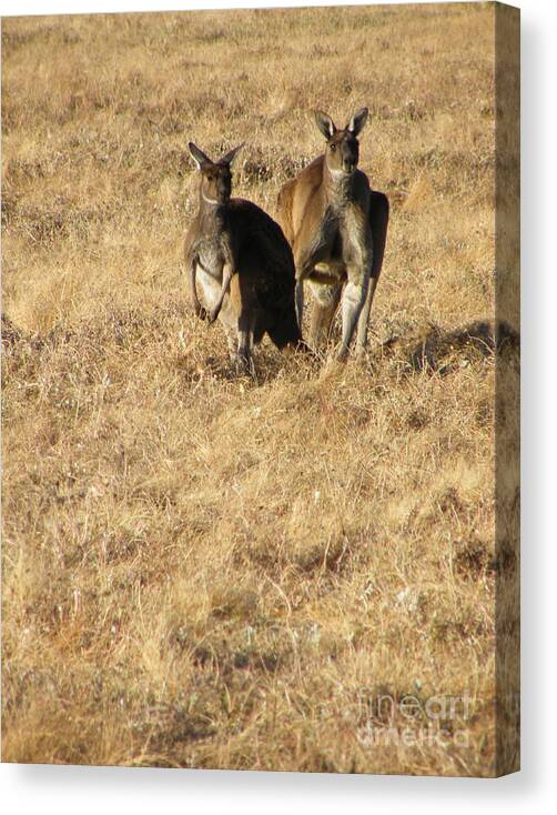 Australia Canvas Print featuring the photograph Kangaroo Twosome - Western Australia by Phil Banks