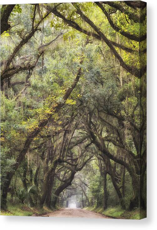 Green Canvas Print featuring the photograph Live Oak Archway Verticle 1 by Jo Ann Tomaselli