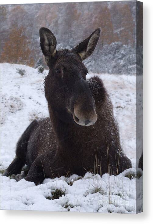 European Canvas Print featuring the photograph Moose in snow by Phil Banks