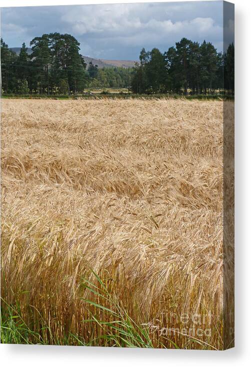 Barley Canvas Print featuring the photograph Ripening Barley - Speyside by Phil Banks