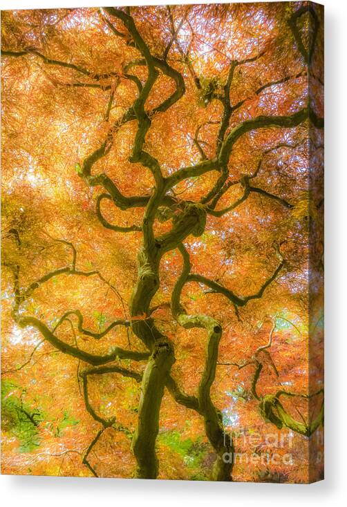 The Magic Forest Canvas Print featuring the photograph The Magic Forest-15 by Casper Cammeraat