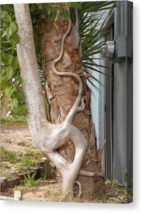 Ficus Canvas Print featuring the photograph Tree Hugger #1 by Richard Barone