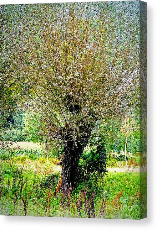 Tree Canvas Print featuring the photograph Colorful tree by Nick Biemans
