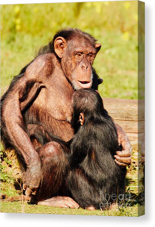 Nursing Canvas Print featuring the photograph Nursing chimp by Nick Biemans