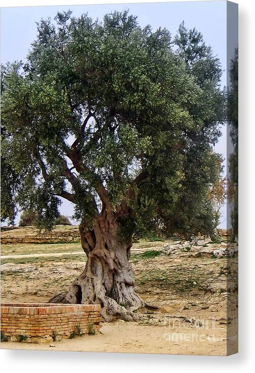 Olive Tree Canvas Print featuring the photograph Olive Tree Sicily by Lutz Baar