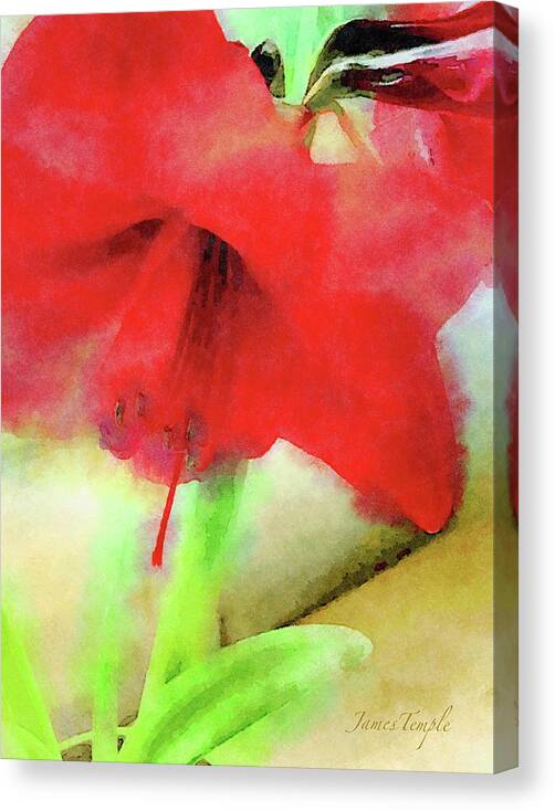 Red Amaryllis Canvas Print featuring the digital art By The Window by James Temple