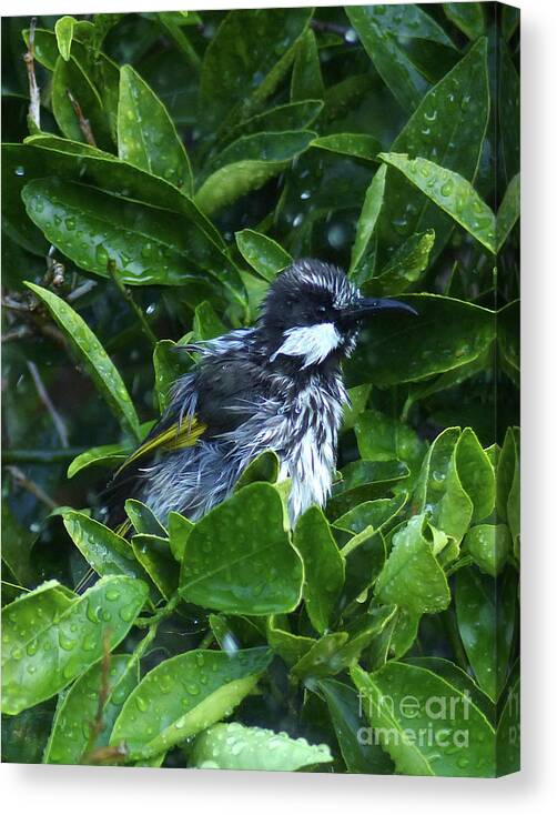 Western Australia Canvas Print featuring the photograph White Cheeked Honeyeater taking a shower by Phil Banks