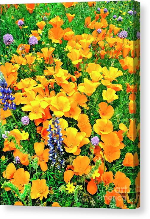 North America Canvas Print featuring the photograph California Poppies and Betham Lupines Southern California by Dave Welling