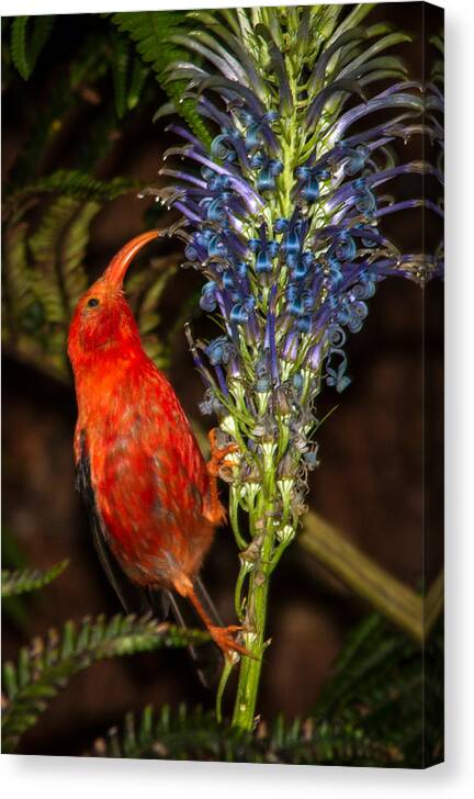 Rare Canvas Print featuring the photograph I'iwi on Lobelia Grayana by Mike Neal