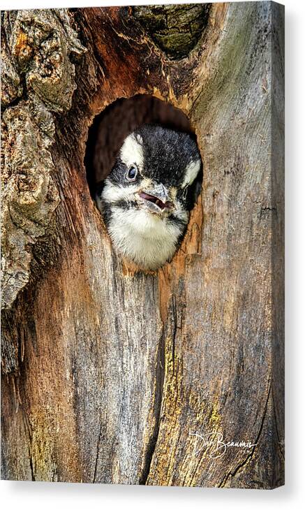 Woodpecker Canvas Print featuring the photograph Hairy Woodpecker Chick 4796 by Dan Beauvais