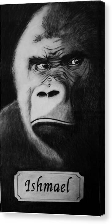 Gorilla Canvas Print featuring the drawing Ishmael by Elizabeth Comay