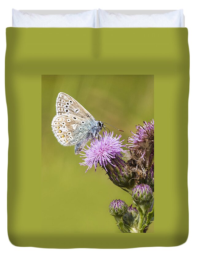 Common Blue Duvet Cover featuring the photograph Blue Butterfly by Chris Smith