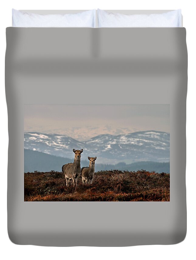 Sika Deer Duvet Cover featuring the photograph  Sika Deer by Gavin Macrae