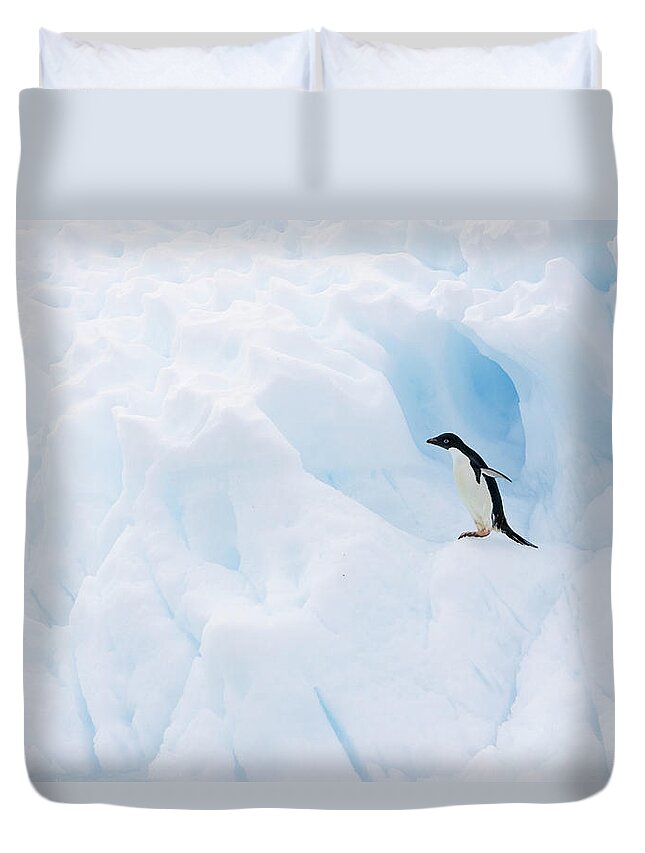Adelie Penguin Duvet Cover featuring the photograph Adelie Penguin on Iceberg #1 by Suzi Eszterhas