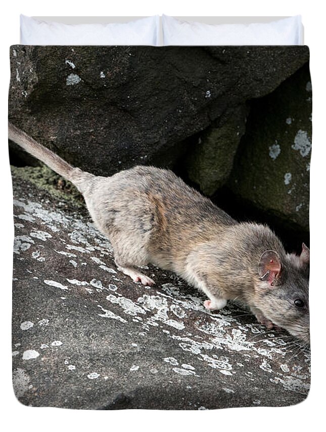 Allegheny Woodrat Duvet Cover featuring the photograph Allegheny Woodrat Neotoma Magister by David Kenny