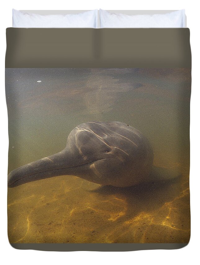 Feb0514 Duvet Cover featuring the photograph Amazon River Dolphin Portrait Brazil #1 by Flip Nicklin