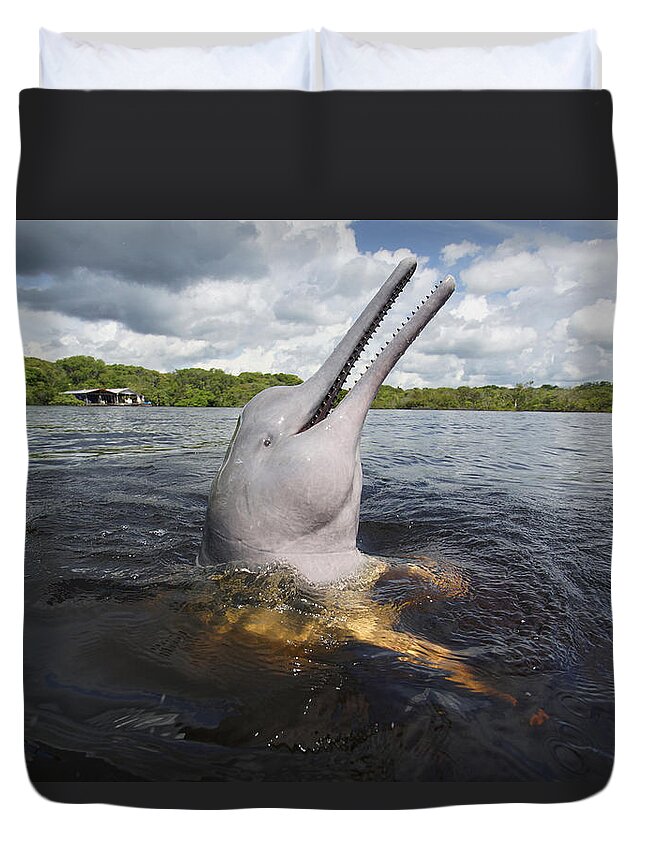 Feb0514 Duvet Cover featuring the photograph Amazon River Dolphin Spy-hopping Rio #1 by Hiroya Minakuchi