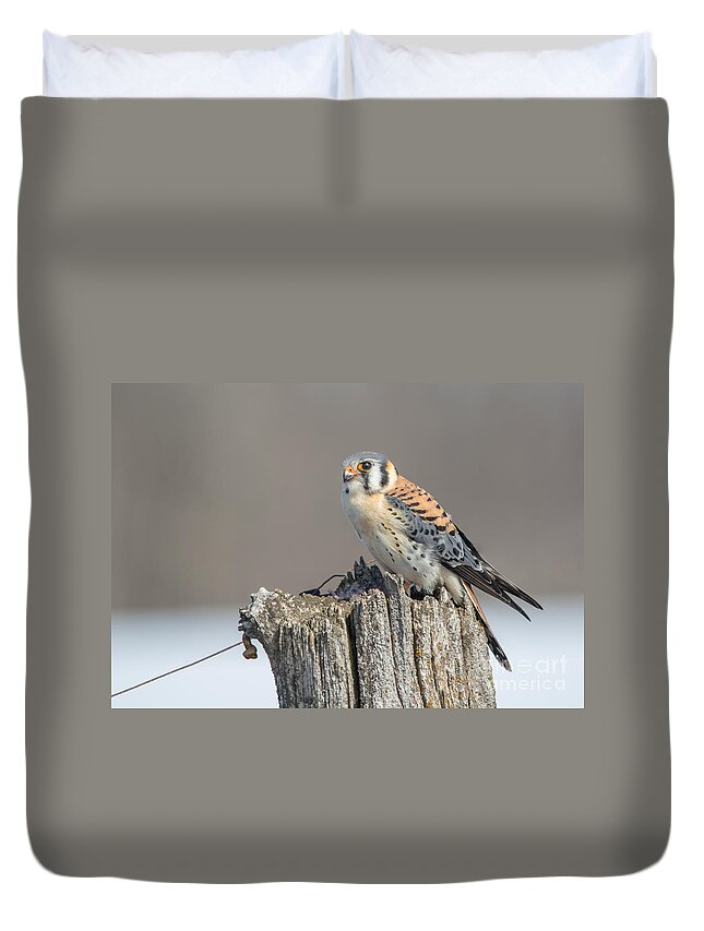 Landscape Duvet Cover featuring the photograph American Kestrel #1 by Cheryl Baxter