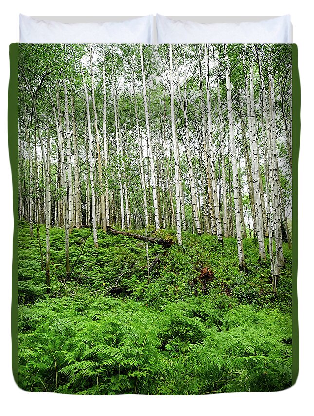 Tranquility Duvet Cover featuring the photograph Aspen Trees And Ferns In Mountain #1 by David Epperson