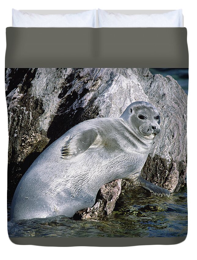 Feb0514 Duvet Cover featuring the photograph Baikal Seal Lake Baikal Russia #1 by Konrad Wothe