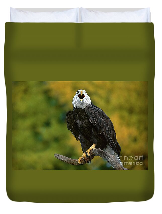 Dave Welling Duvet Cover featuring the photograph Bald Eagle Hailaeetus Leucocephalus Wildlife Rescue #1 by Dave Welling