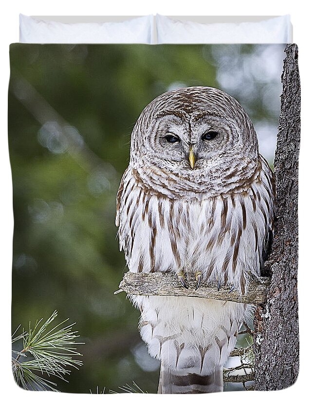 Vermont Duvet Cover featuring the photograph Barred Owl #1 by John Vose