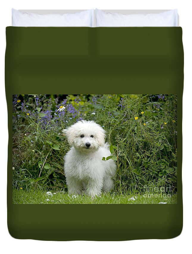 Dog Duvet Cover featuring the photograph Bichon Frise X Poodle #1 by John Daniels