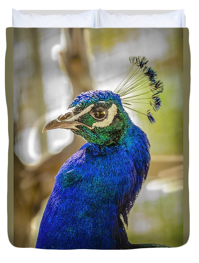 Animals Duvet Cover featuring the photograph Blue Peacock #1 by LeeAnn McLaneGoetz McLaneGoetzStudioLLCcom
