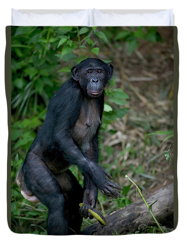 00620722 Duvet Cover featuring the photograph Bonobo Pan Paniscus Female Orphan by Cyril Ruoso