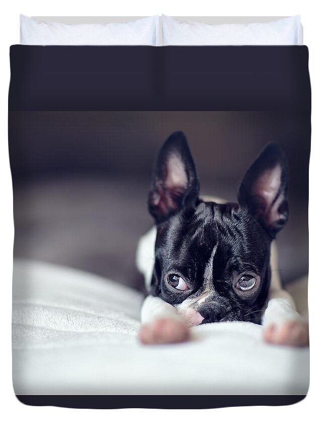 Cute Duvet Cover featuring the photograph Boston Terrier Puppy #1 by Nailia Schwarz