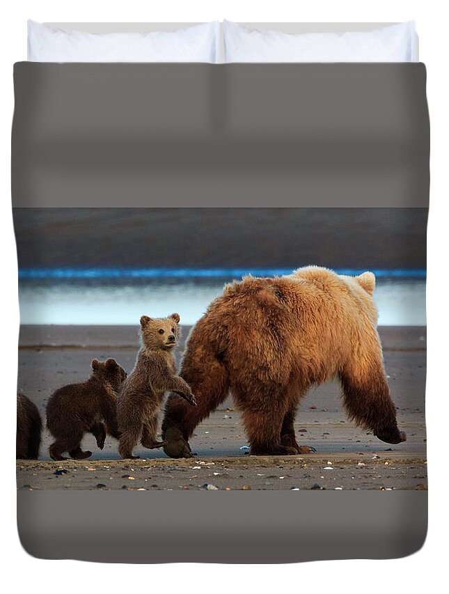 Brown Bear Duvet Cover featuring the photograph Brown Bear Sow And Cubs, Lake Clark #1 by Mint Images/ Art Wolfe