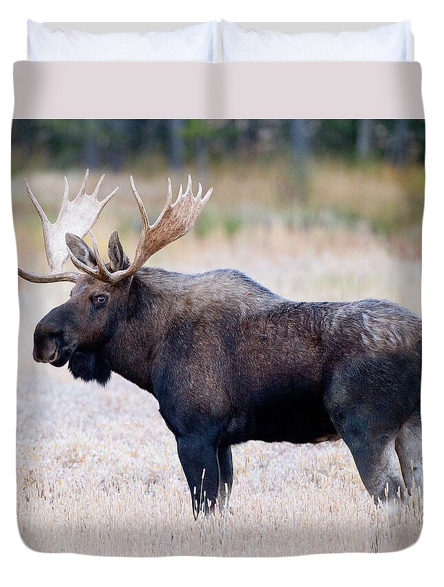 Moose Duvet Cover featuring the photograph Bull Moose #1 by Max Waugh