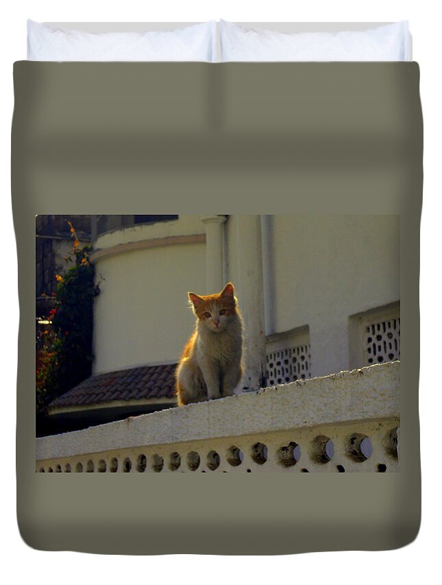 Wallpaper Buy Art Print Phone Case T-shirt Beautiful Duvet Case Pillow Tote Bags Shower Curtain Greeting Cards Mobile Phone Apple Android Cat Pets Stray Cute Domestic Animals Fur Salman Ravish Khan Stare Eyes Duvet Cover featuring the photograph Cat on the Wall #2 by Salman Ravish
