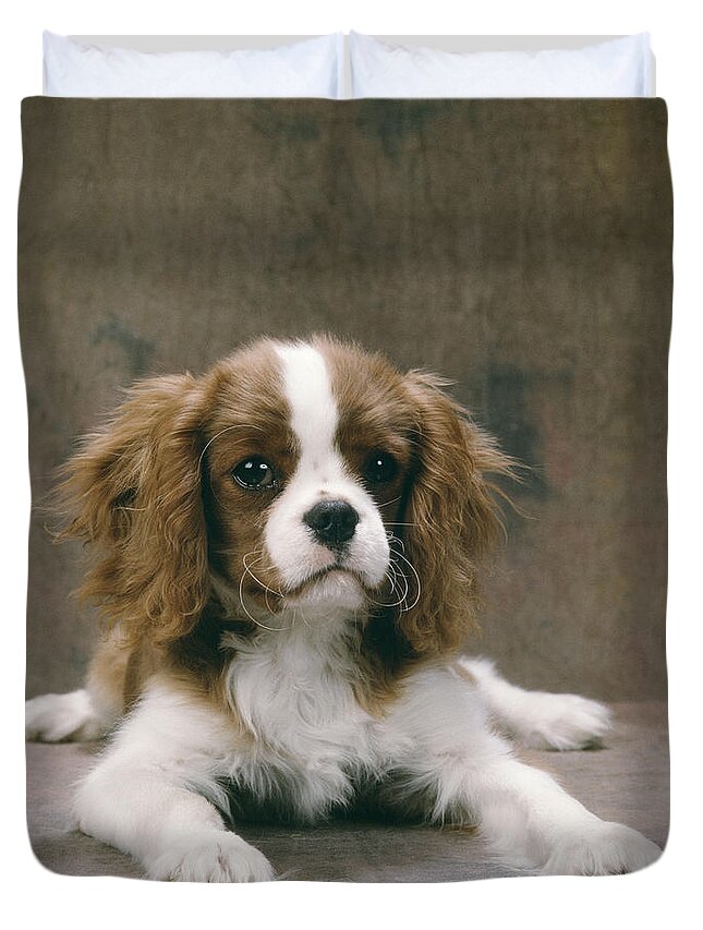 Dog Duvet Cover featuring the photograph Cavalier King Charles Spaniel Pup #1 by John Daniels