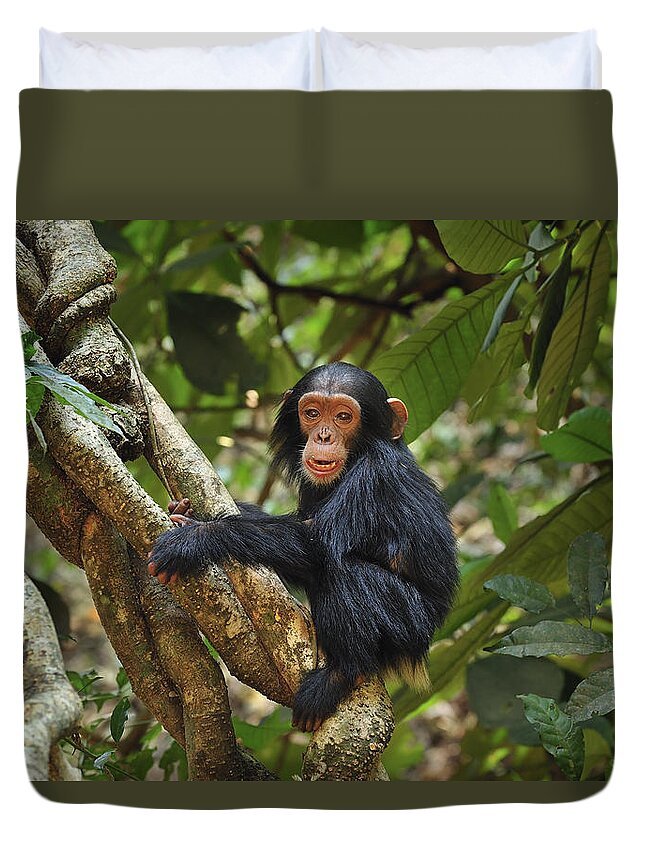 Thomas Marent Duvet Cover featuring the photograph Chimpanzee Baby On Liana Gombe Stream by Thomas Marent
