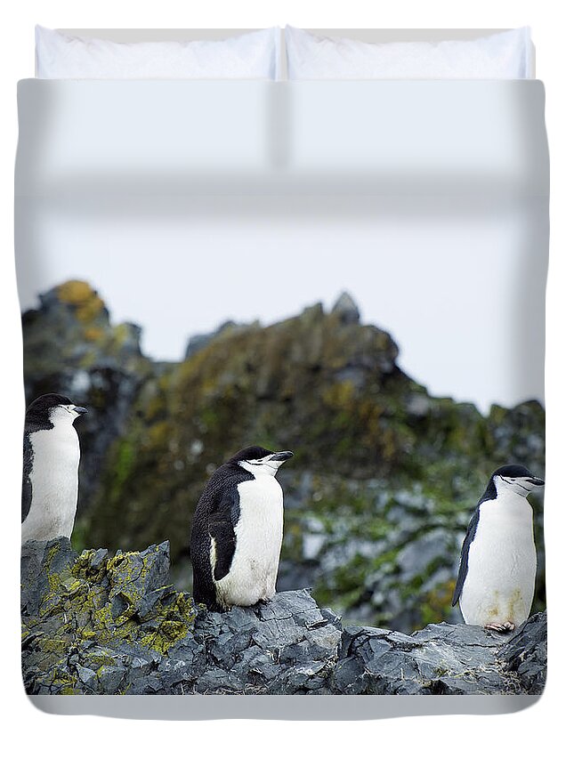 Alertness Duvet Cover featuring the photograph Chinstrap Penguins Pygoscelis #1 by Jim Julien / Design Pics