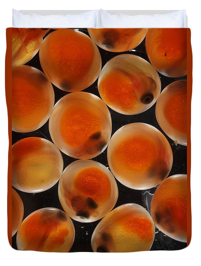 Feb0514 Duvet Cover featuring the photograph Chum Salmon Eggs #1 by Hiroya Minakuchi
