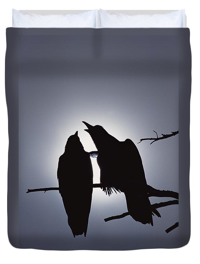 Feb0514 Duvet Cover featuring the photograph Common Raven Pair Perching #1 by Michael Quinton