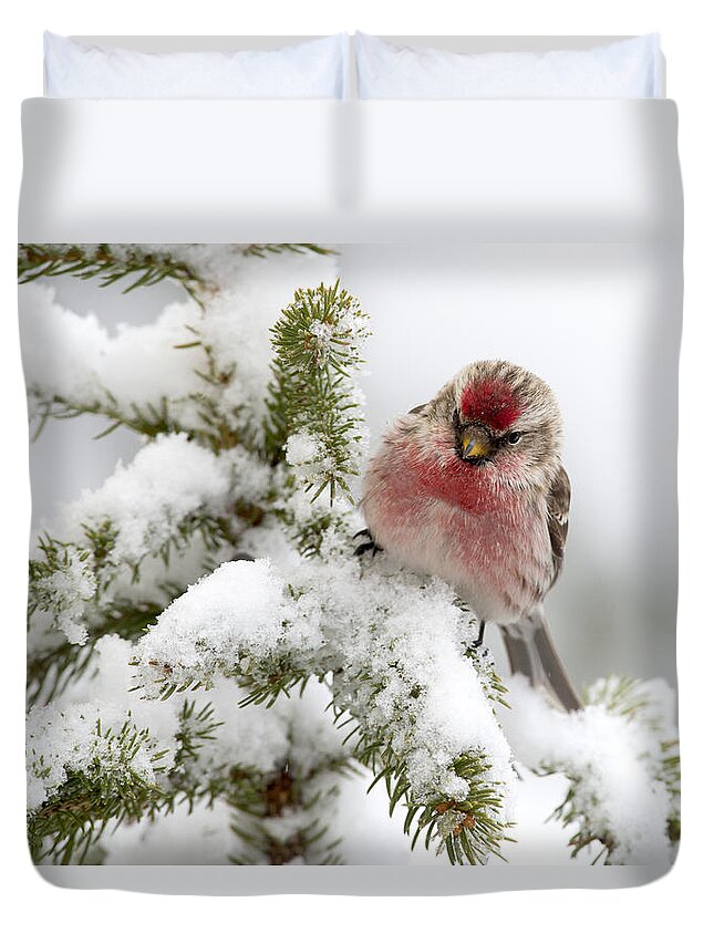 Feb0514 Duvet Cover featuring the photograph Common Redpoll Male Nova Scotia Canada #1 by Scott Leslie
