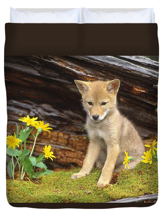 Feb0514 Duvet Cover featuring the photograph Coyote Pup Montana #1 by Tom Vezo