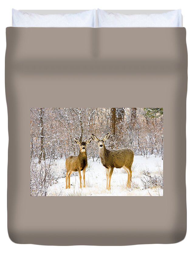 Mule Deer Duvet Cover featuring the photograph Deer in the Snowy Woods #1 by Steven Krull