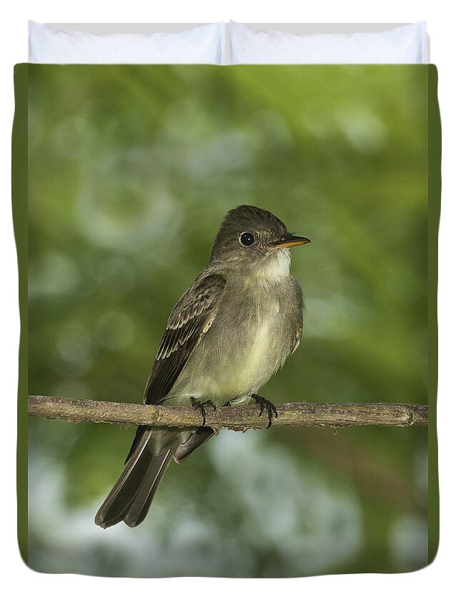 Eastern Wood-pewee Duvet Cover featuring the photograph Eastern Wood Pewee #1 by Anthony Mercieca