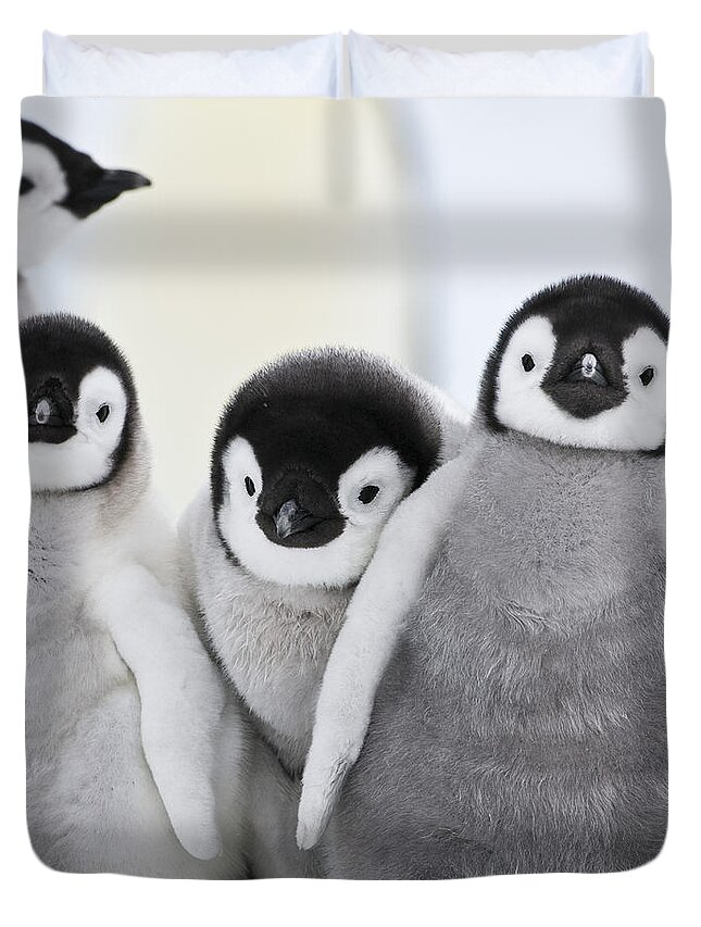 Emperor Penguin Duvet Cover featuring the photograph Emperor Penguin Chicks #1 by Jean-Louis Klein and Marie-Luce Hubert
