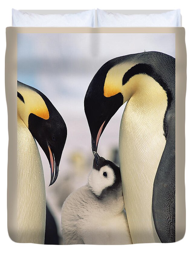 Feb0514 Duvet Cover featuring the photograph Emperor Penguin Parents With Chick #1 by Konrad Wothe