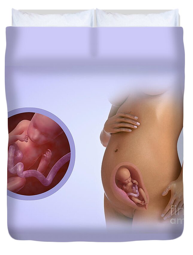 Pregnant Duvet Cover featuring the photograph Fetal Development Week 23 #1 by Science Picture Co