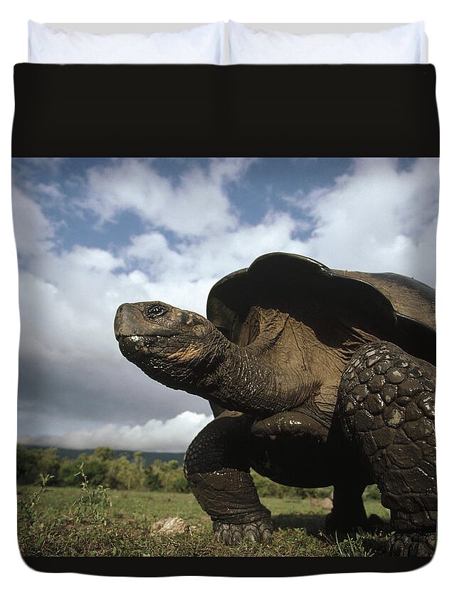 Feb0514 Duvet Cover featuring the photograph Galapagos Giant Tortoise Male Alcedo #1 by Tui De Roy