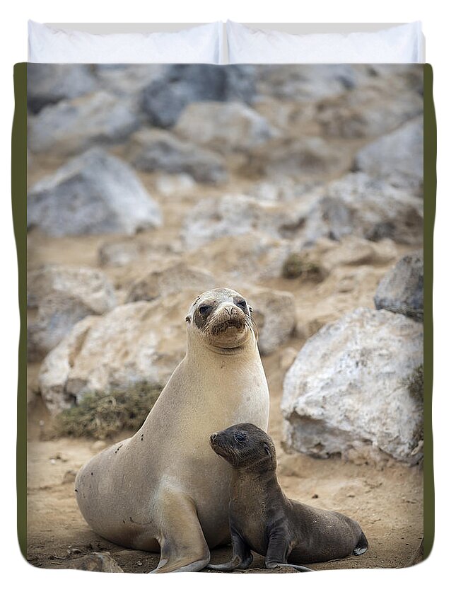 Tui De Roy Duvet Cover featuring the photograph Galapagos Sea Lion And Pup Champion #1 by Tui De Roy